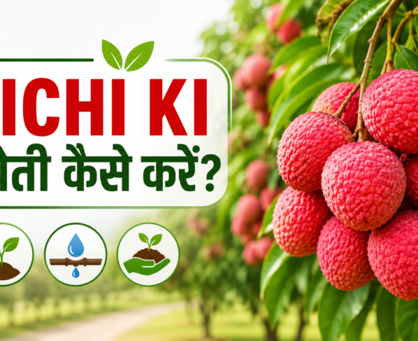 Lichi Ki Kheti Kaise Kare?