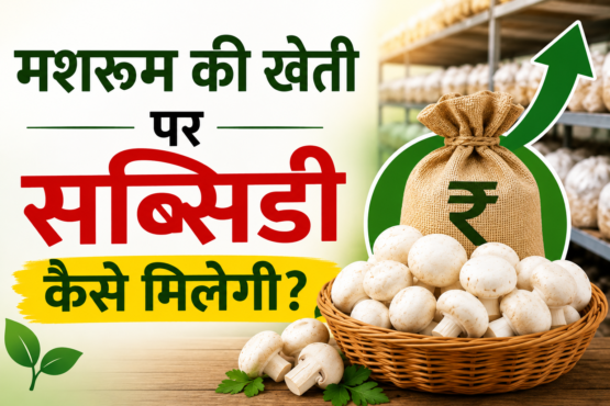 Mushroom Ki Kheti Par Subsidy Kaise Milegi