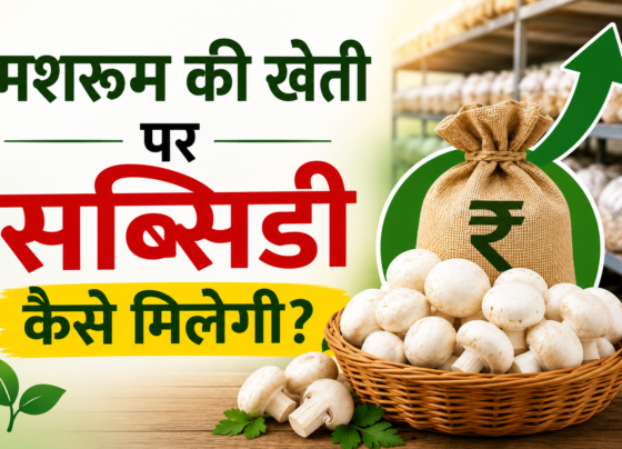 Mushroom Ki Kheti Par Subsidy Kaise Milegi