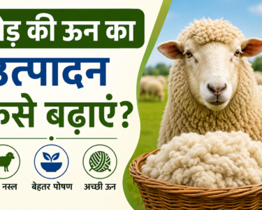 Bhed Ki Oon Ka Utpadan Kaise Badhaye?