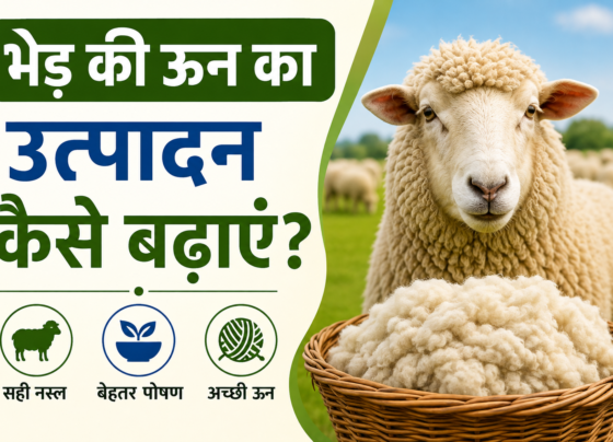 Bhed Ki Oon Ka Utpadan Kaise Badhaye?