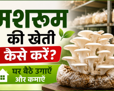Mushroom Ki Kheti Kaise Kare?
