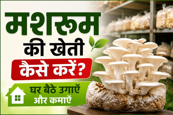 Mushroom Ki Kheti Kaise Kare?