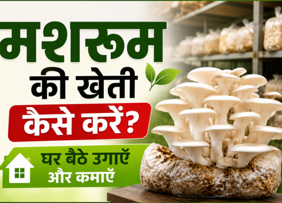 Mushroom Ki Kheti Kaise Kare?