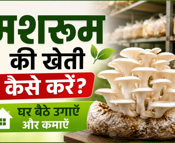 Mushroom Ki Kheti Kaise Kare?