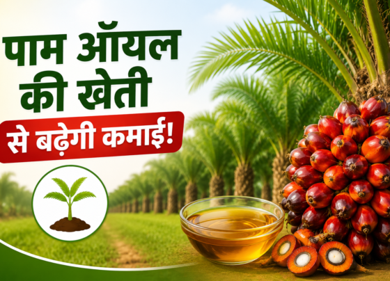 Oil Palm Ki Kheti Kaise Karen?