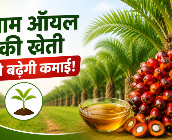 Oil Palm Ki Kheti Kaise Karen?