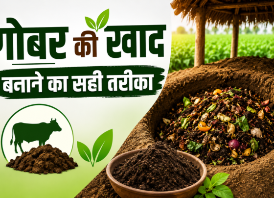 Gobar Ki Khaad Banane Ka Sahi Tarika