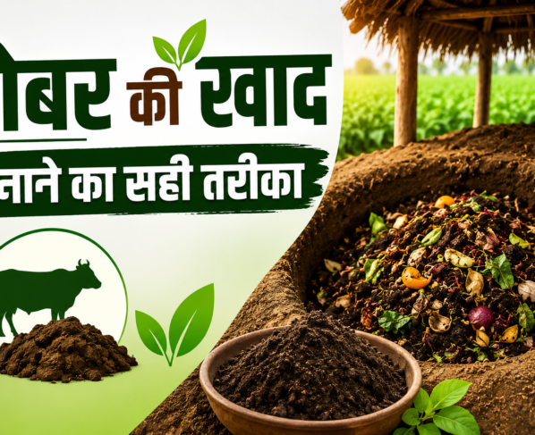 Gobar Ki Khaad Banane Ka Sahi Tarika