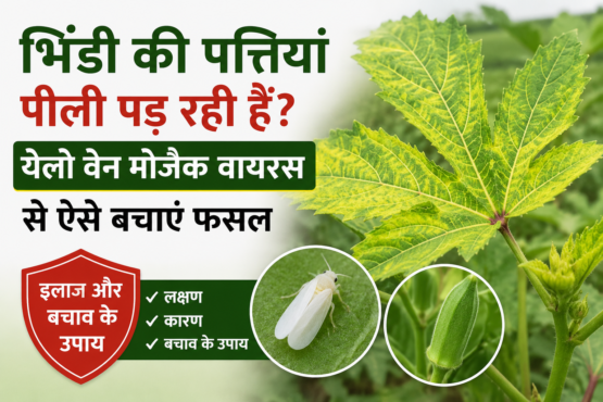 Bhindi Mein Yellow Vein Mosaic Ka Ilaj