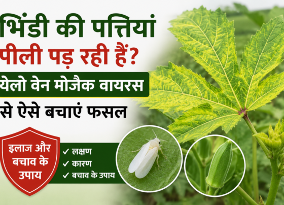 Bhindi Mein Yellow Vein Mosaic Ka Ilaj