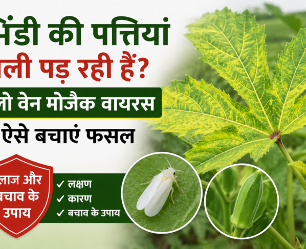 Bhindi Mein Yellow Vein Mosaic Ka Ilaj