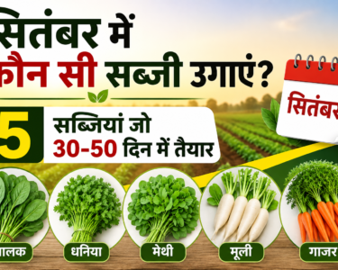 September Mein Kaun Si Sabzi Ugaye