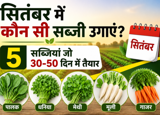 September Mein Kaun Si Sabzi Ugaye