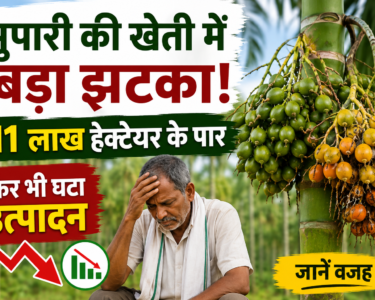 Supari Ki Kheti Mein Utpadan Kyon Ghata?