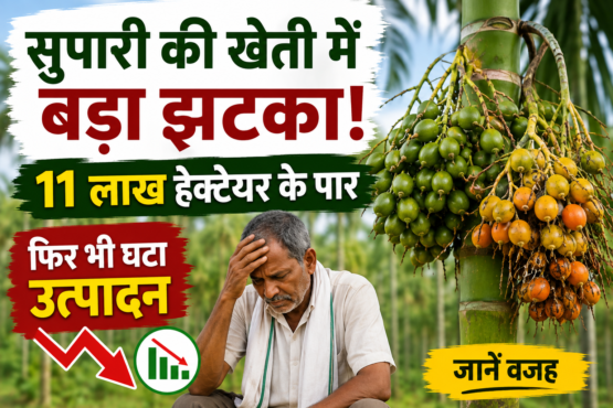 Supari Ki Kheti Mein Utpadan Kyon Ghata?
