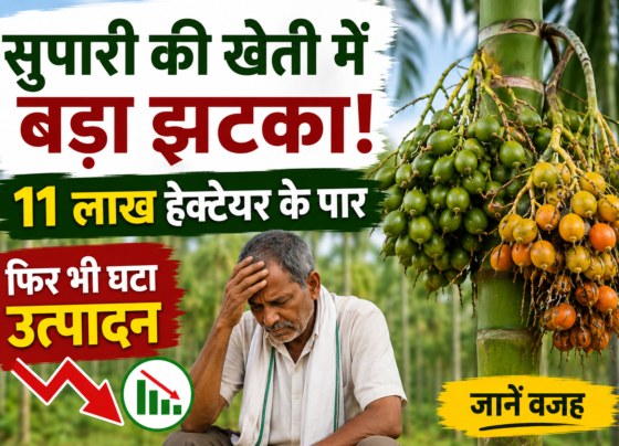 Supari Ki Kheti Mein Utpadan Kyon Ghata?