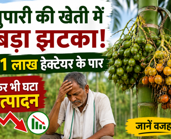 Supari Ki Kheti Mein Utpadan Kyon Ghata?