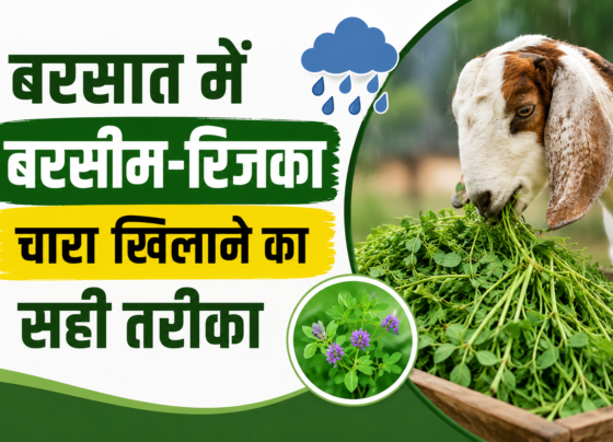 Bakri Ko Berseem Aur Rijka Kaise Khilaye