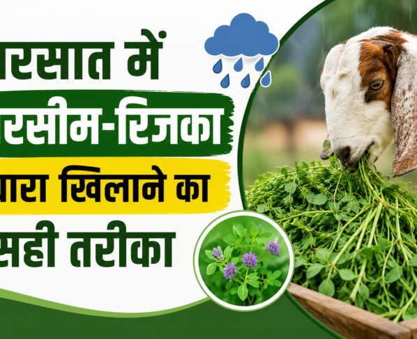 Bakri Ko Berseem Aur Rijka Kaise Khilaye