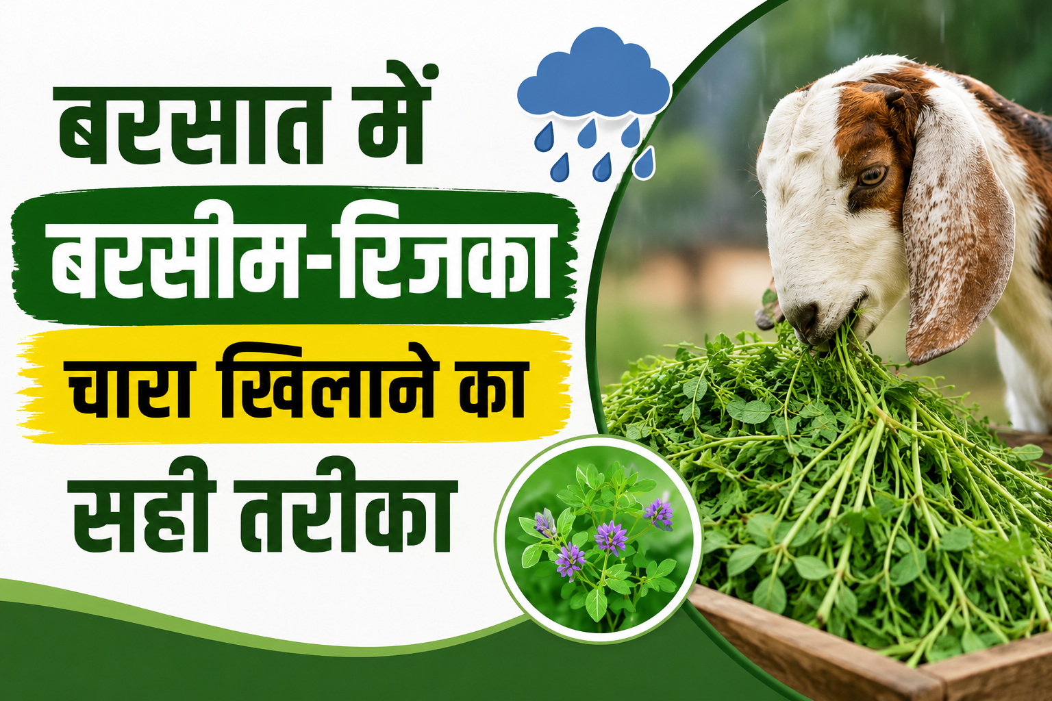 बरसात में बरसीम-रिजका चारा खिलाते समय रहें सावधान, जानें Bakri Ko Berseem Aur Rijka Kaise Khilaye