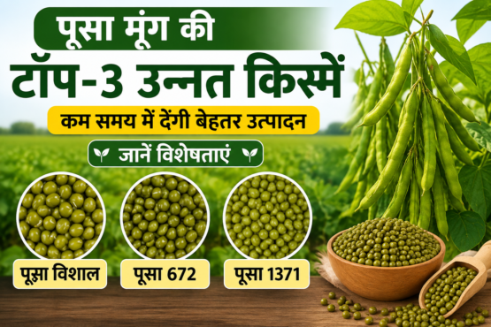Pusa Moong Ki Top 3 Unnat Kisme Kaun Si Hai?
