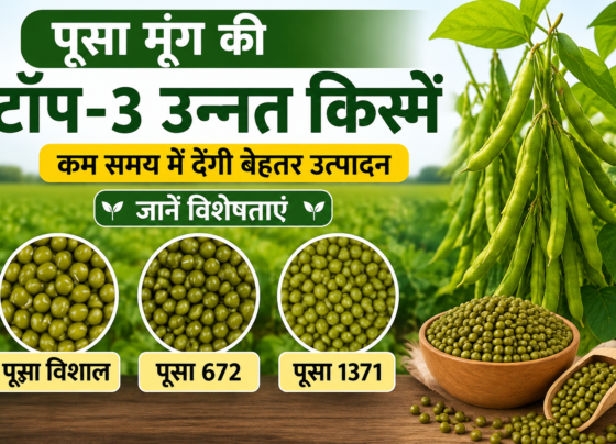 Pusa Moong Ki Top 3 Unnat Kisme Kaun Si Hai?