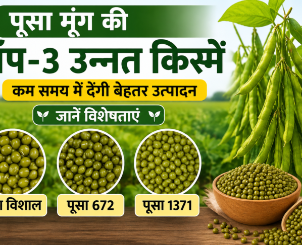 Pusa Moong Ki Top 3 Unnat Kisme Kaun Si Hai?