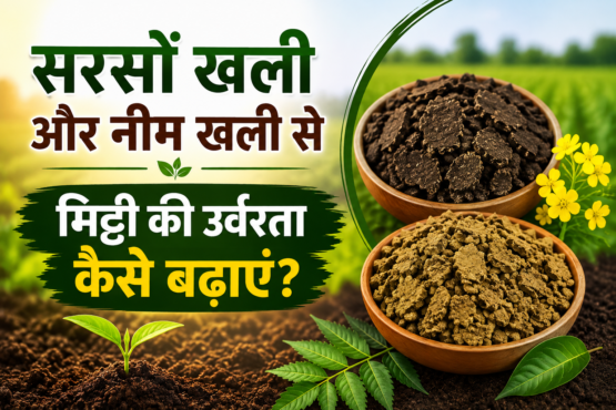 Sarson Khali Aur Neem Khali Se Mitti Ki Urvarata Kaise Badhaye