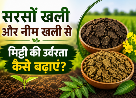 Sarson Khali Aur Neem Khali Se Mitti Ki Urvarata Kaise Badhaye