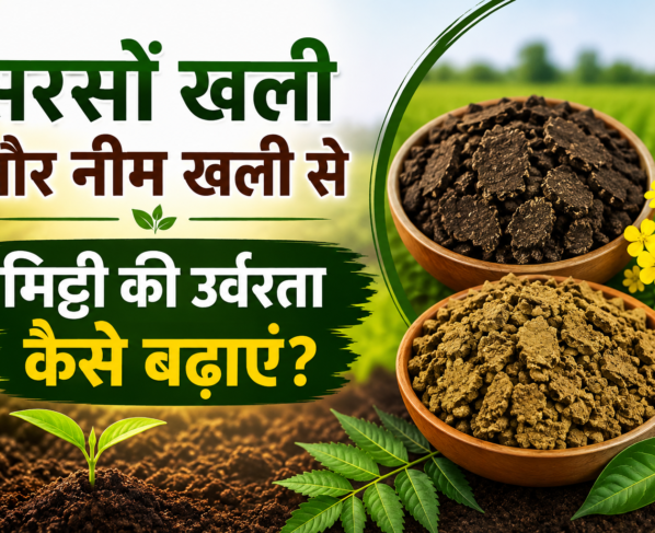 Sarson Khali Aur Neem Khali Se Mitti Ki Urvarata Kaise Badhaye