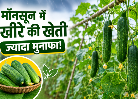 Monsoon Me Kheere Ki Kheti Kaise Karen
