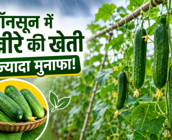 Monsoon Me Kheere Ki Kheti Kaise Karen