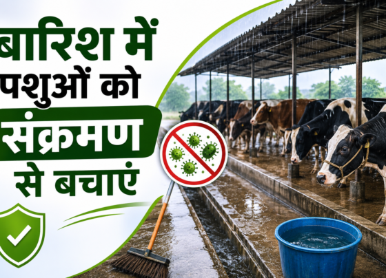 Barish Mein Pashuon Ko Sankraman Se Kaise Bachaye