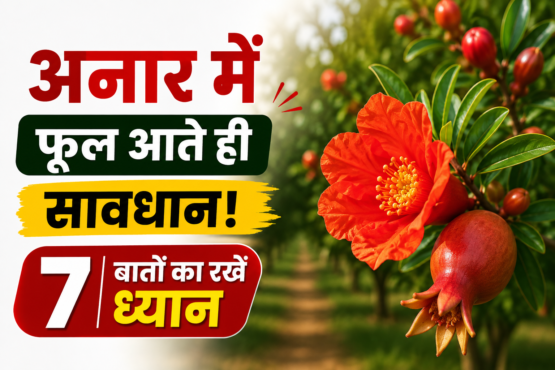 Anar Mein Phool Aane Ke Baad Savdhani