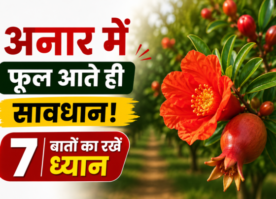 Anar Mein Phool Aane Ke Baad Savdhani