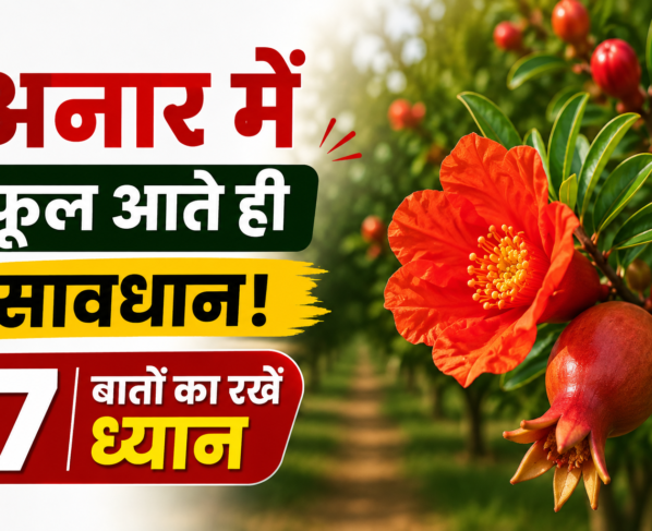 Anar Mein Phool Aane Ke Baad Savdhani