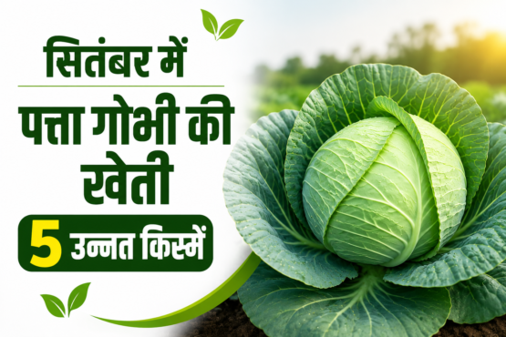 September Mein Patta Gobhi Ki Kheti