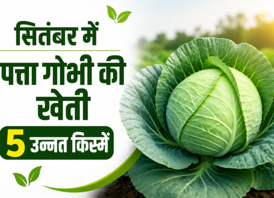 September Mein Patta Gobhi Ki Kheti