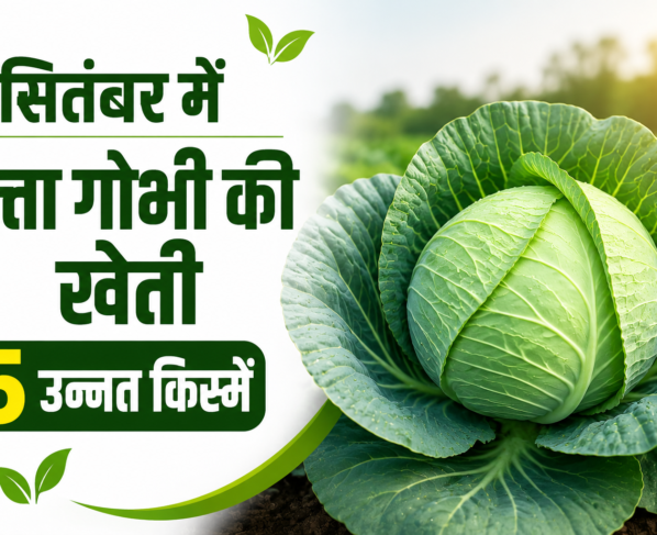 September Mein Patta Gobhi Ki Kheti