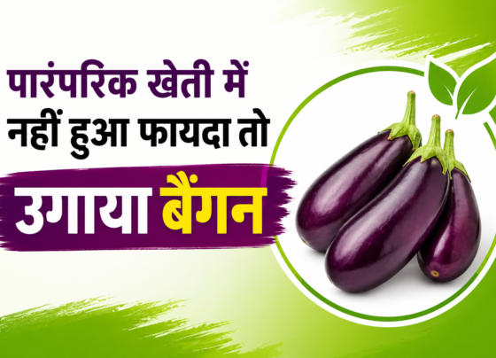 Brinjal Farming Success Story in Uttar Pradesh