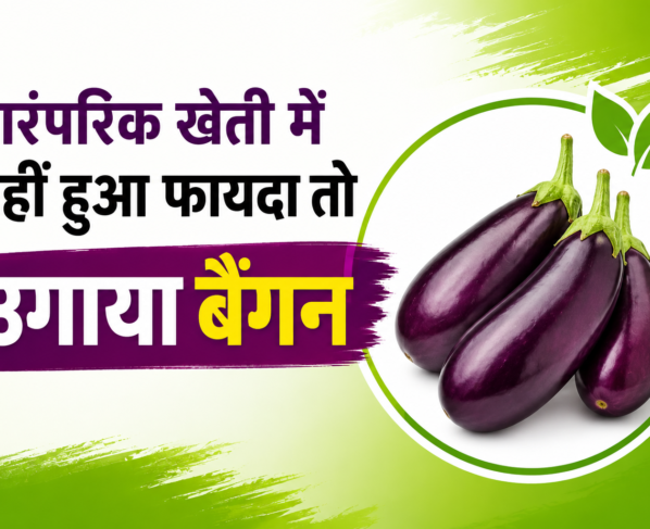 Brinjal Farming Success Story in Uttar Pradesh