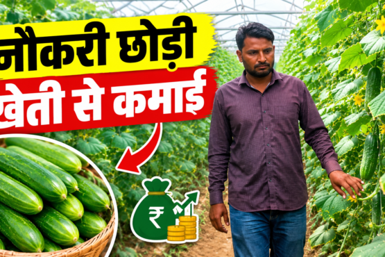 Success Story of Polyhouse Farming Shakir Khan in Rajasthan