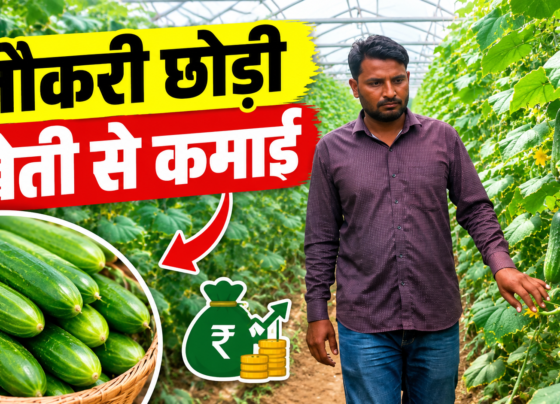 Success Story of Polyhouse Farming Shakir Khan in Rajasthan