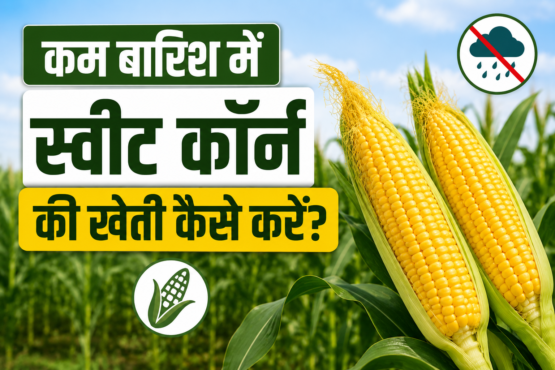 Kam Barish Mein Sweet Corn Ki Kheti Kaise Kare