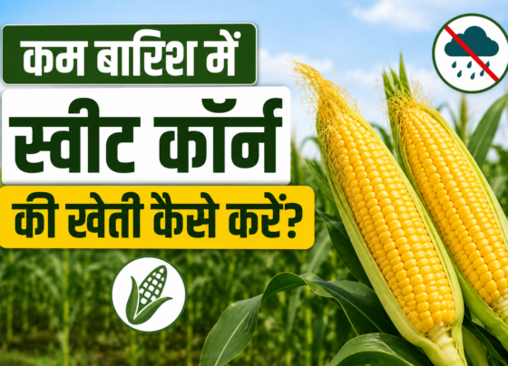 Kam Barish Mein Sweet Corn Ki Kheti Kaise Kare