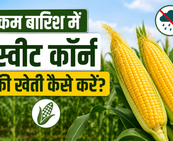 Kam Barish Mein Sweet Corn Ki Kheti Kaise Kare