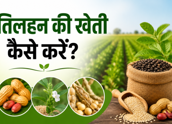 Tilhan Ki Kheti Kaise Kare