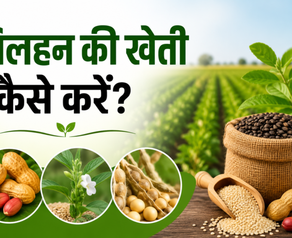 Tilhan Ki Kheti Kaise Kare
