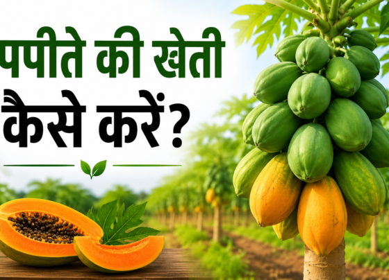 Papite Ki Kheti Kaise Kare